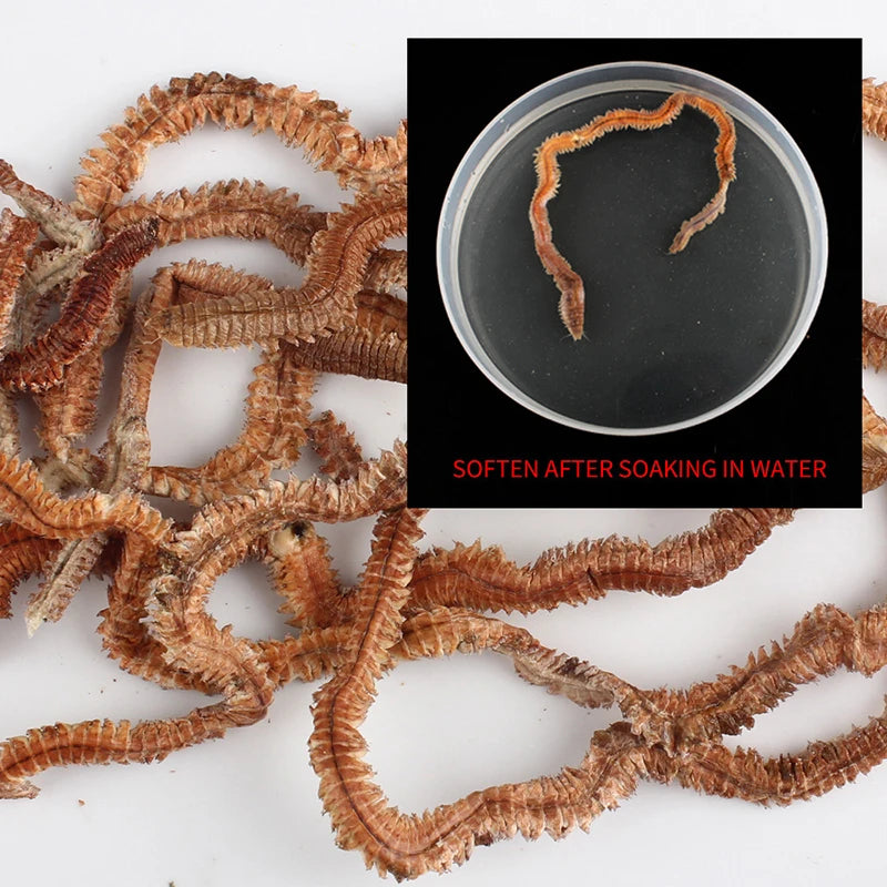 Dry Sandworm Lure — Natural Carp & Sea Fishing Bait